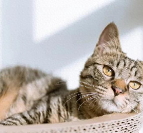 易投投 狸花猫凭啥圈粉无数？自然界王者变身家中萌宠你养过吗
