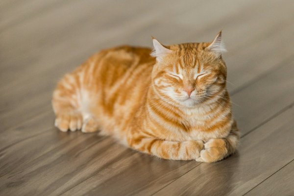 益丰配资 猫咪的世界有多野？