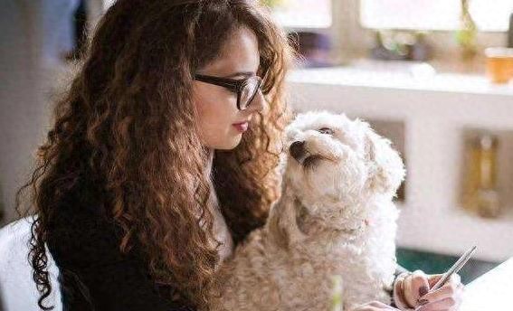 聚赢配资网 比熊犬粘人到没自由，原因出人意料，你敢养吗？